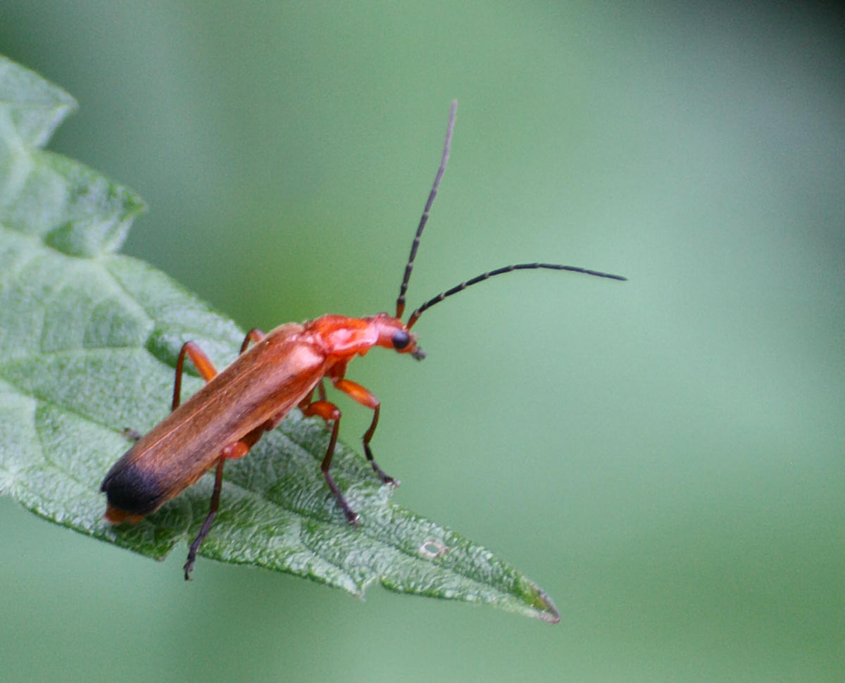 Rhagonycha fulva ??